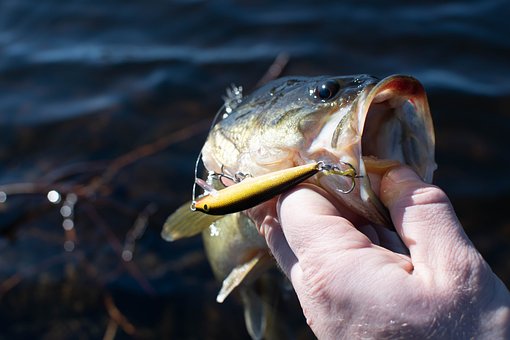 Bass Fishing Tips