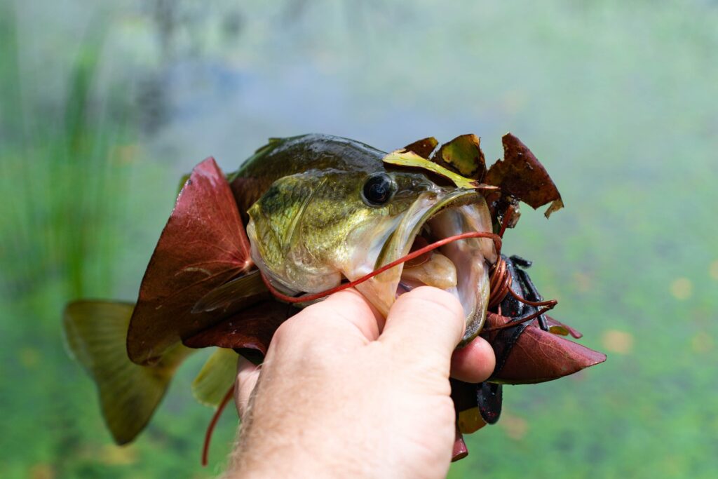 Bass Fishing